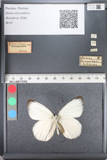 Media type: image;   Entomology 130185